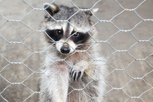 Long Island Wildlife Removal