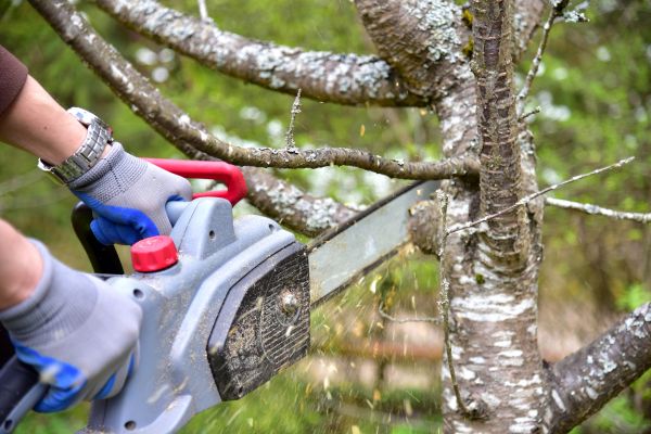 Long Island Tree Trimming