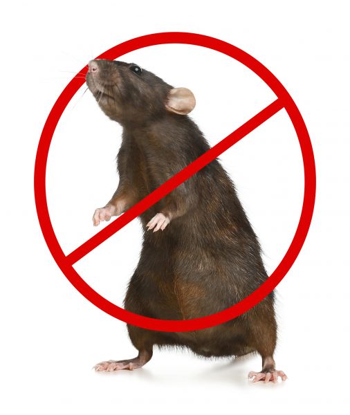 Long Island Pest Control Service